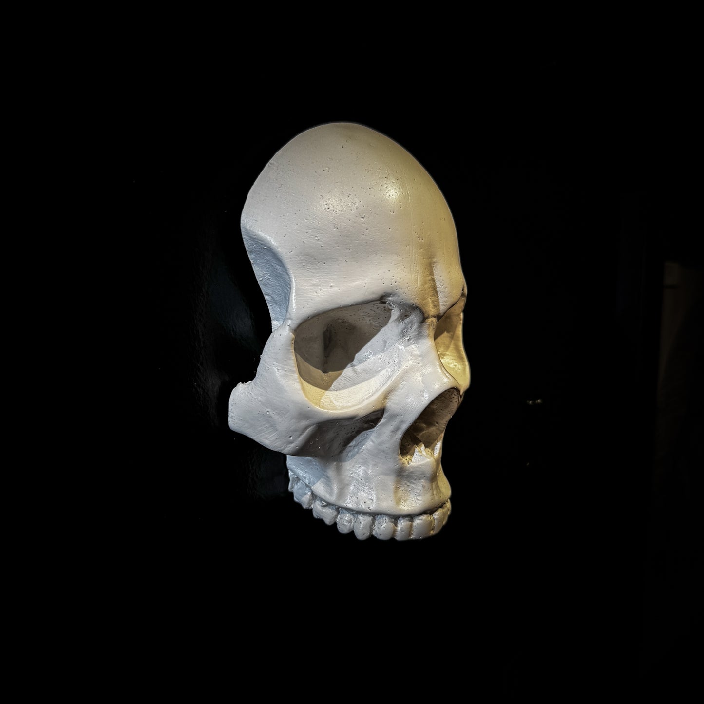 Wall Mounted Skull