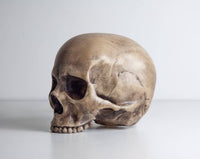 Thumbnail for Skull Lamp