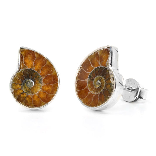 Ammonite Studs