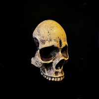 Thumbnail for Wall Mounted Skull