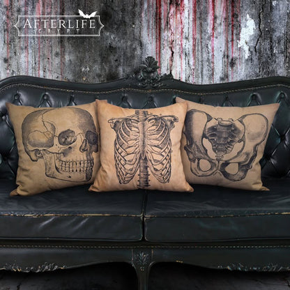 Anatomy Cushions